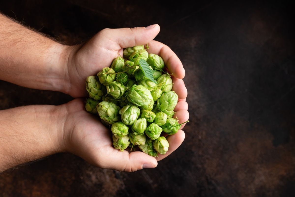 Qué es el IBU en la cerveza: significado y cálculo del amargor