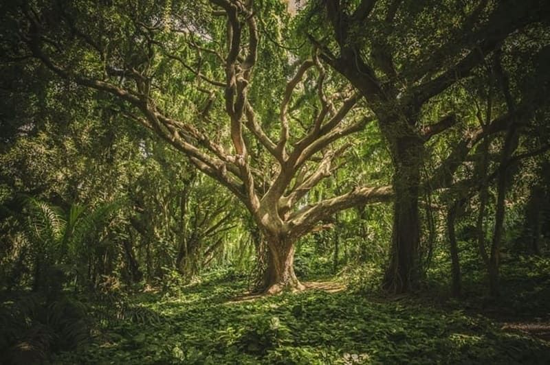 Consejos para ayudar a frenar la deforestación desde tu restaurante